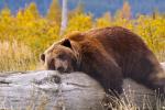 Animals_726