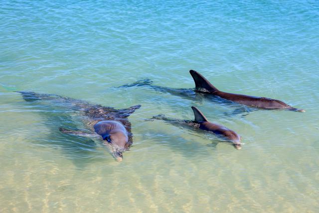ocean-life-738