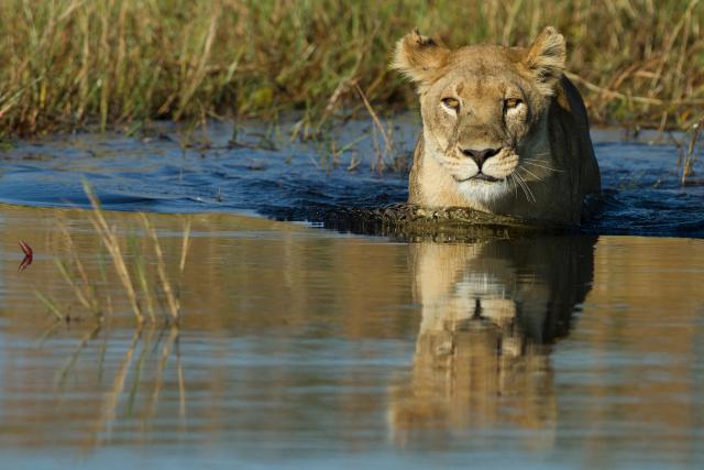 Lion_55