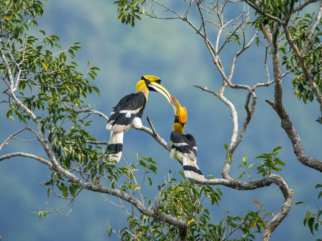 Birds_316