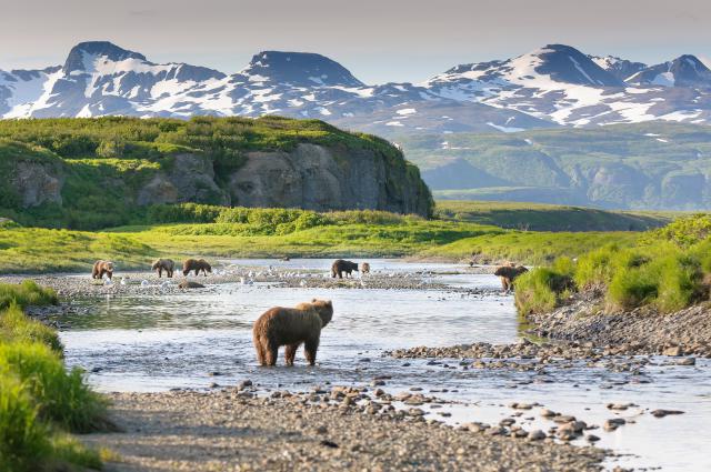 Animals_734