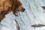 Animals_736