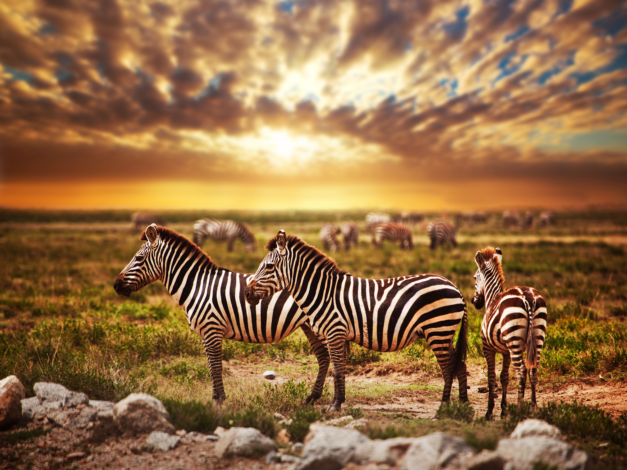 Animals_741