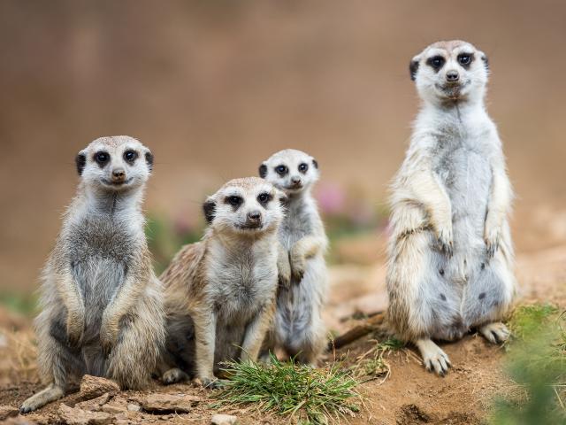 Animals_742