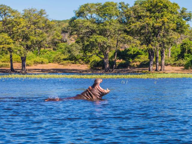 Animals_745