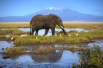 Animals_747