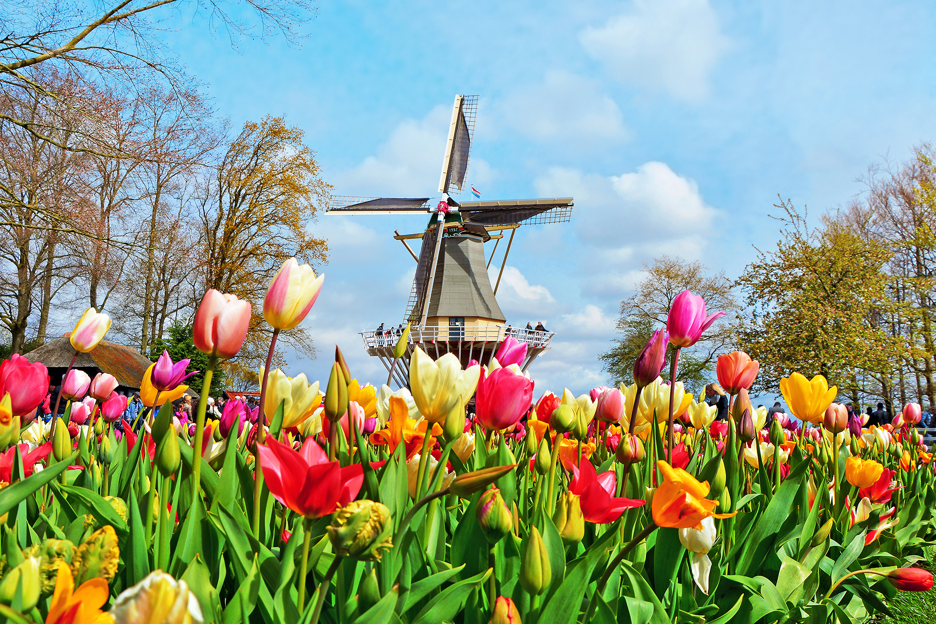 Windmill_40