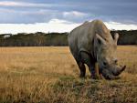 Animals_755