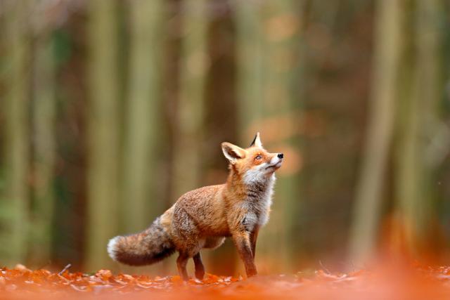Animals_756