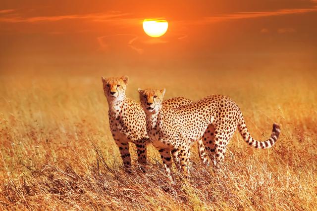 Sunset_771