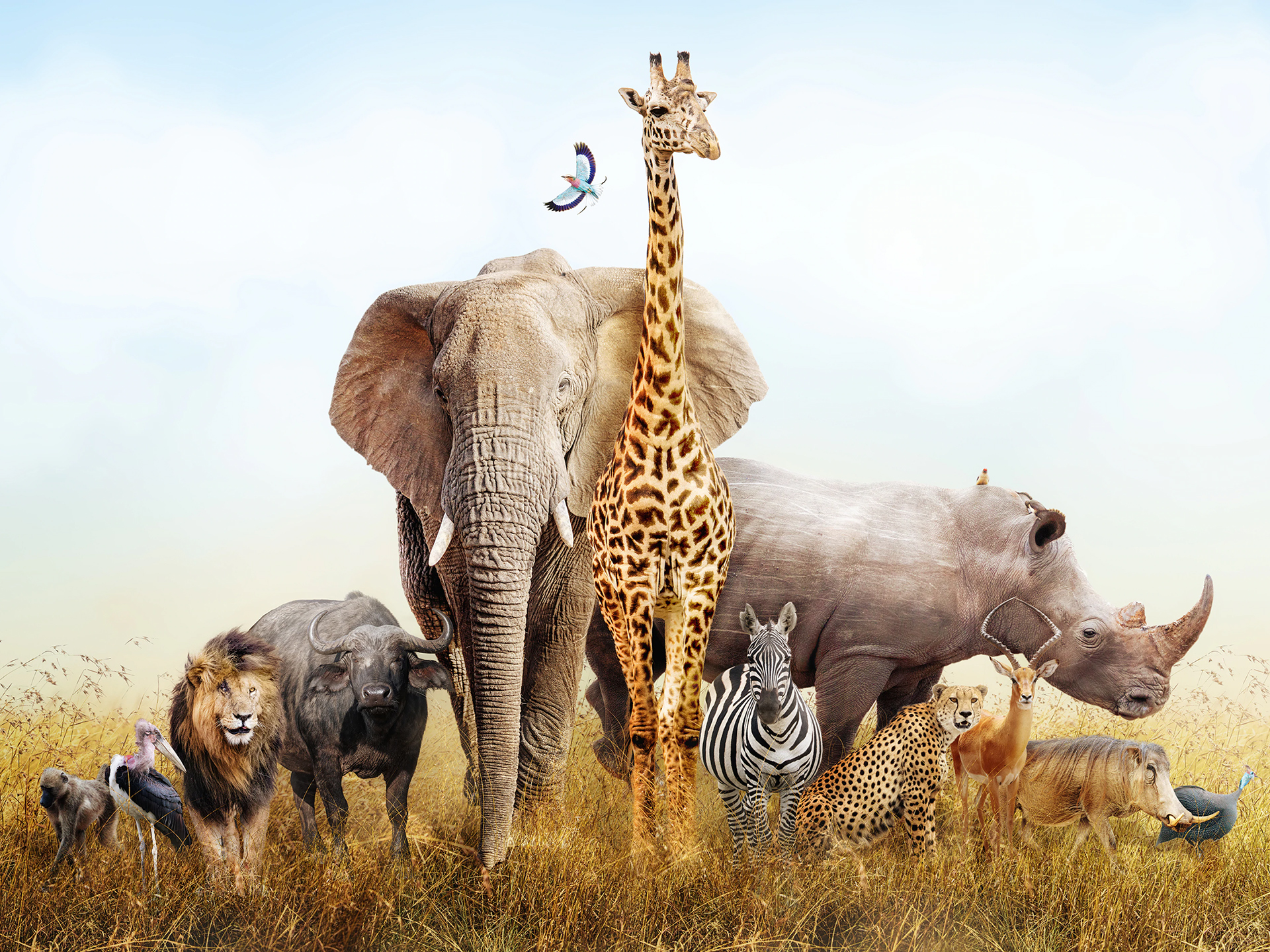 Animals_760