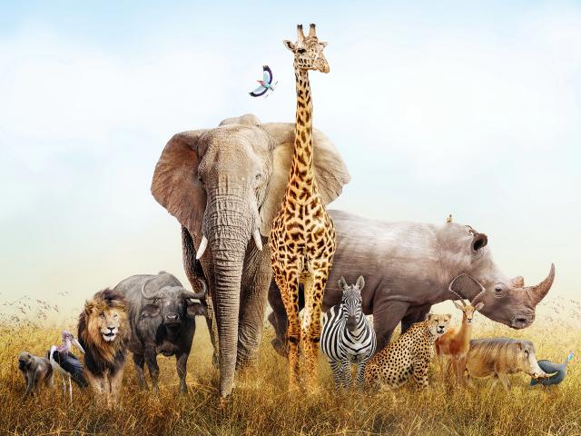 Animals_760