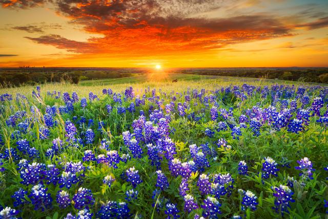 Sunset_911