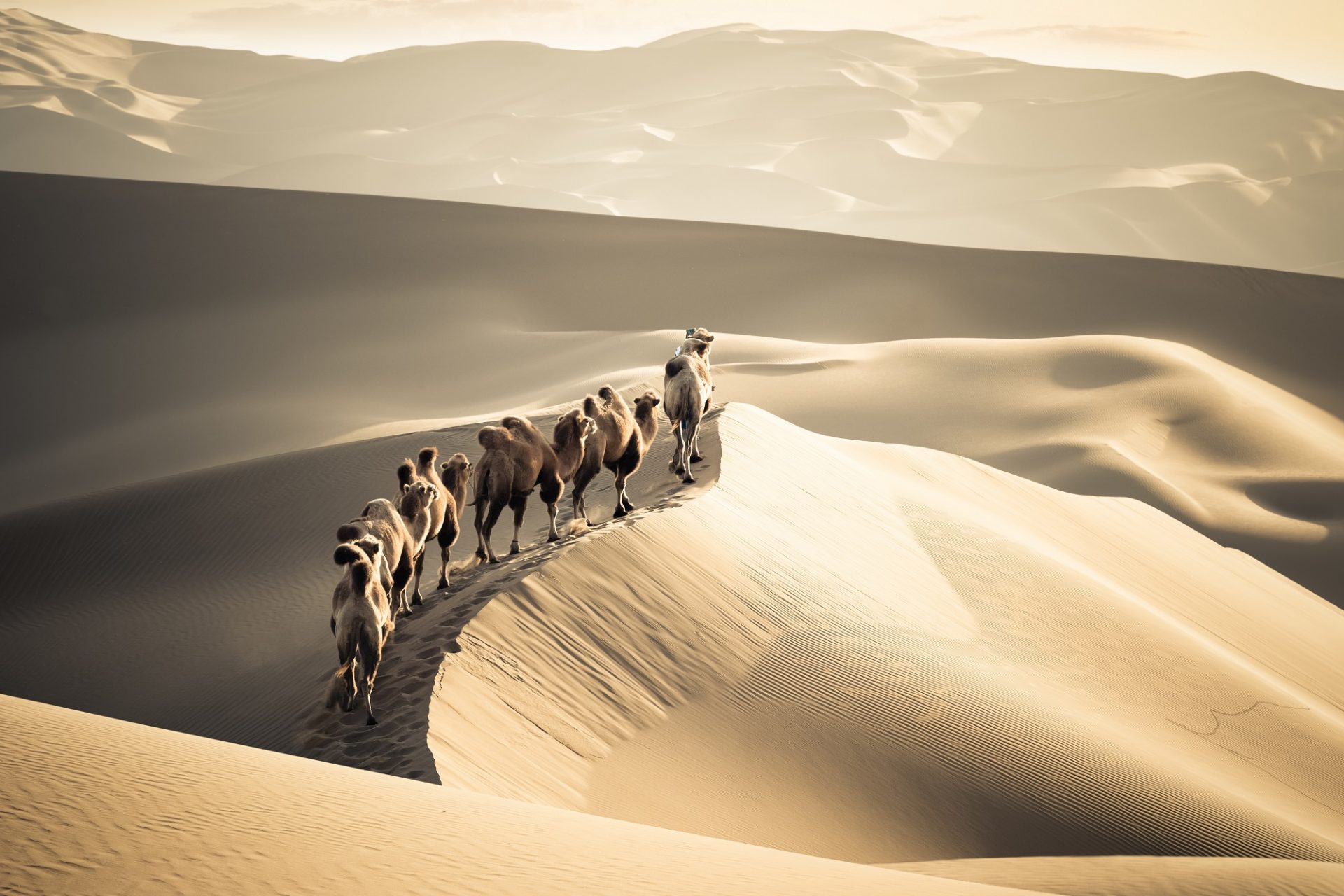 Desert_116