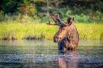 Animals_764