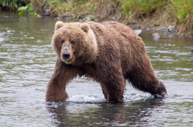 Animals_766