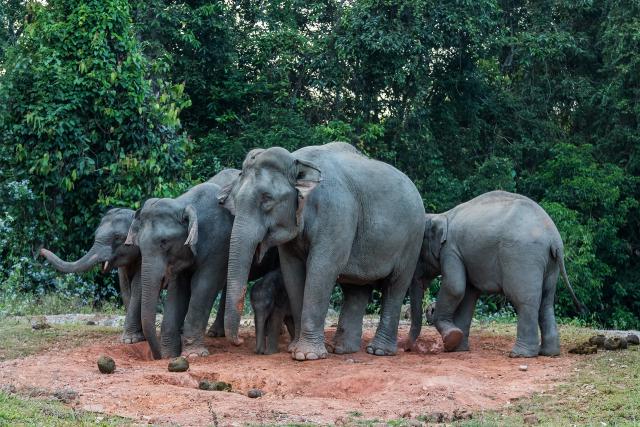 Animals_771