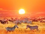 Animals_773