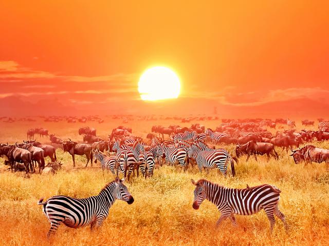 Animals_773