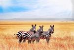 Animals_774