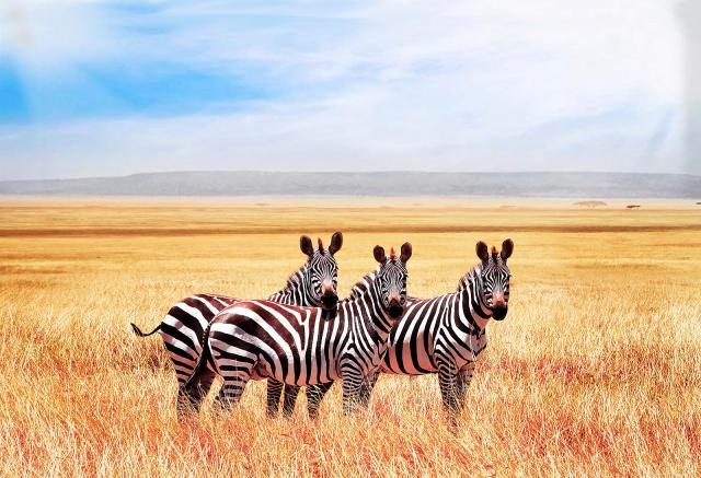 Animals_774