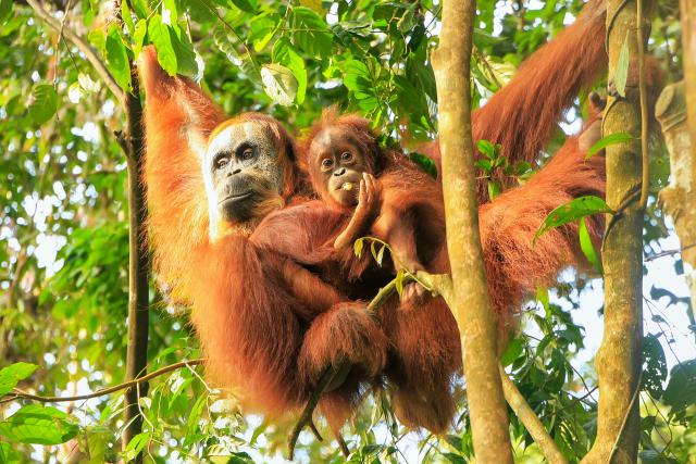 Animals_776