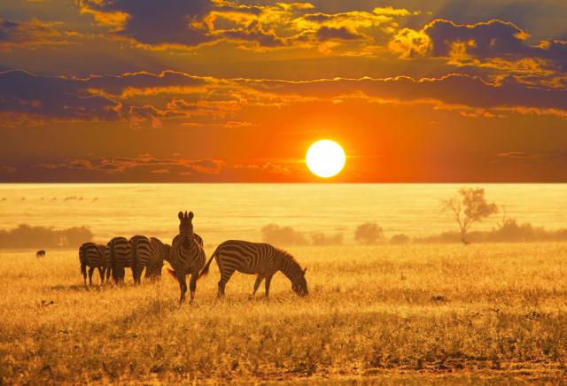 Animals_777