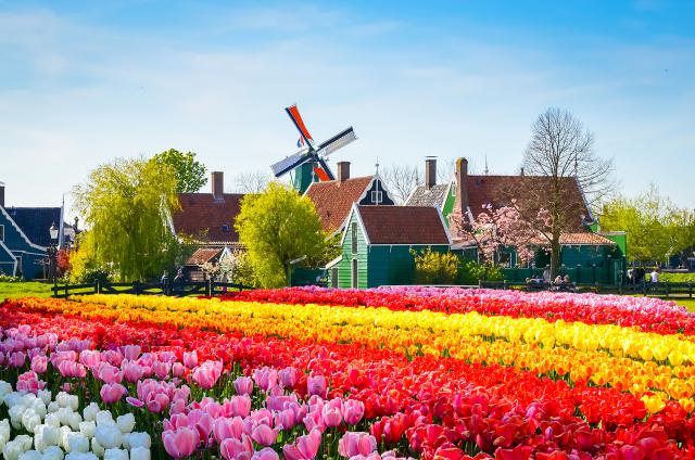 Windmill_62