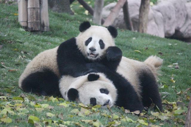 Animals_780