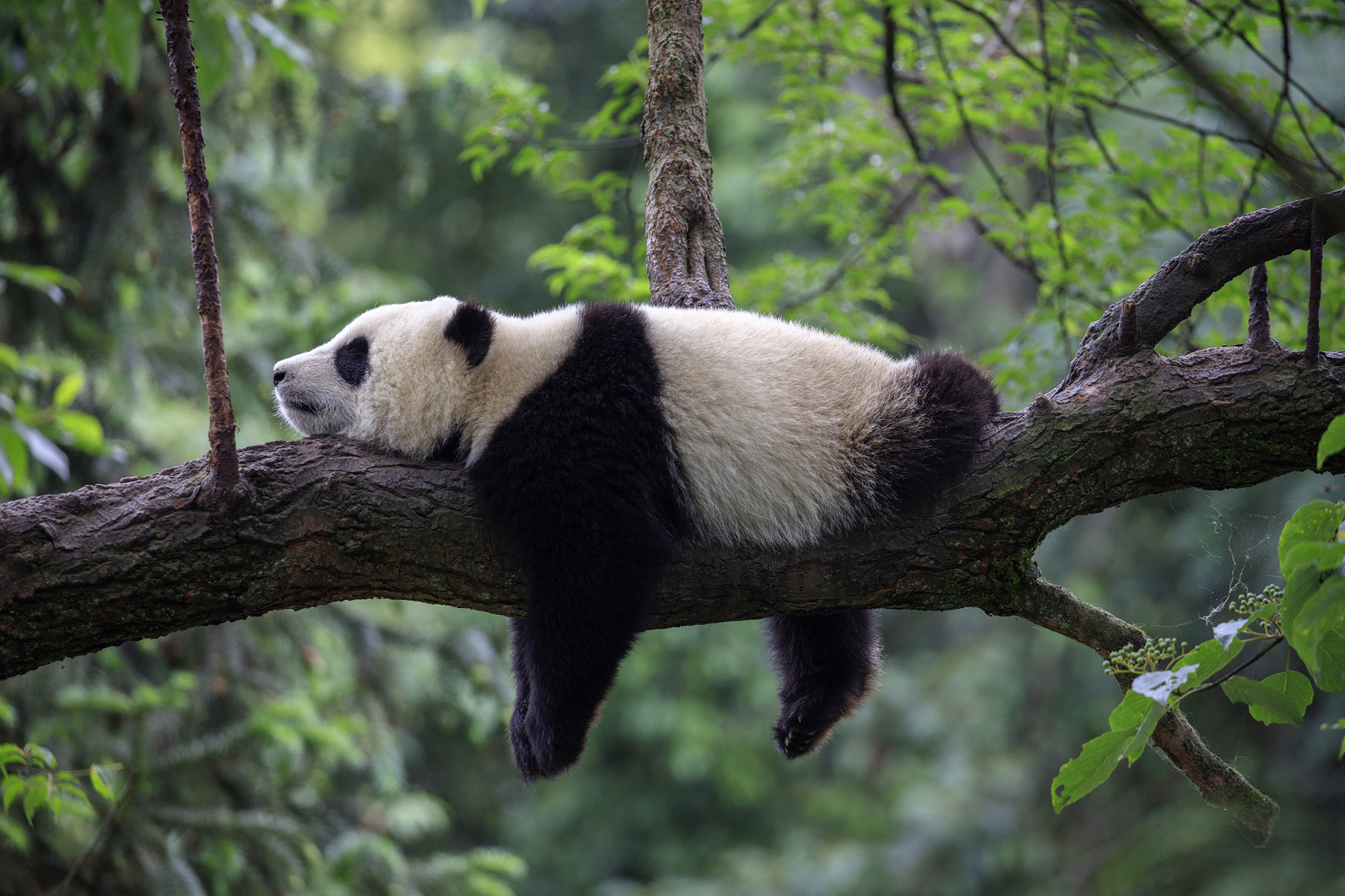 Animals_781