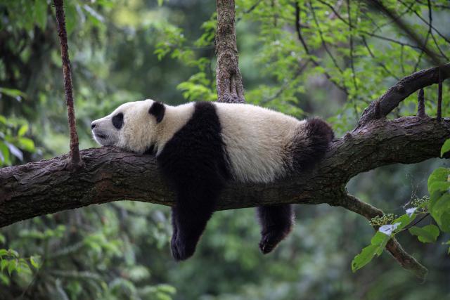 Animals_781