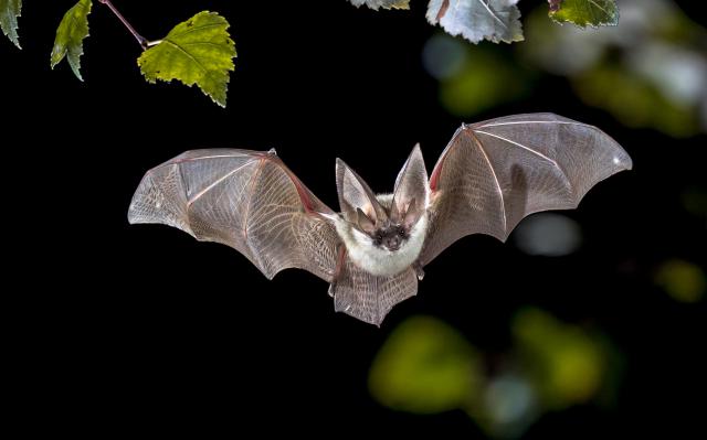 Animals_783