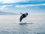 ocean-life-755