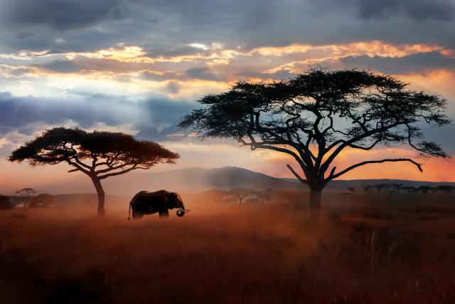 Animals_784