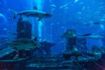 Dubai_097