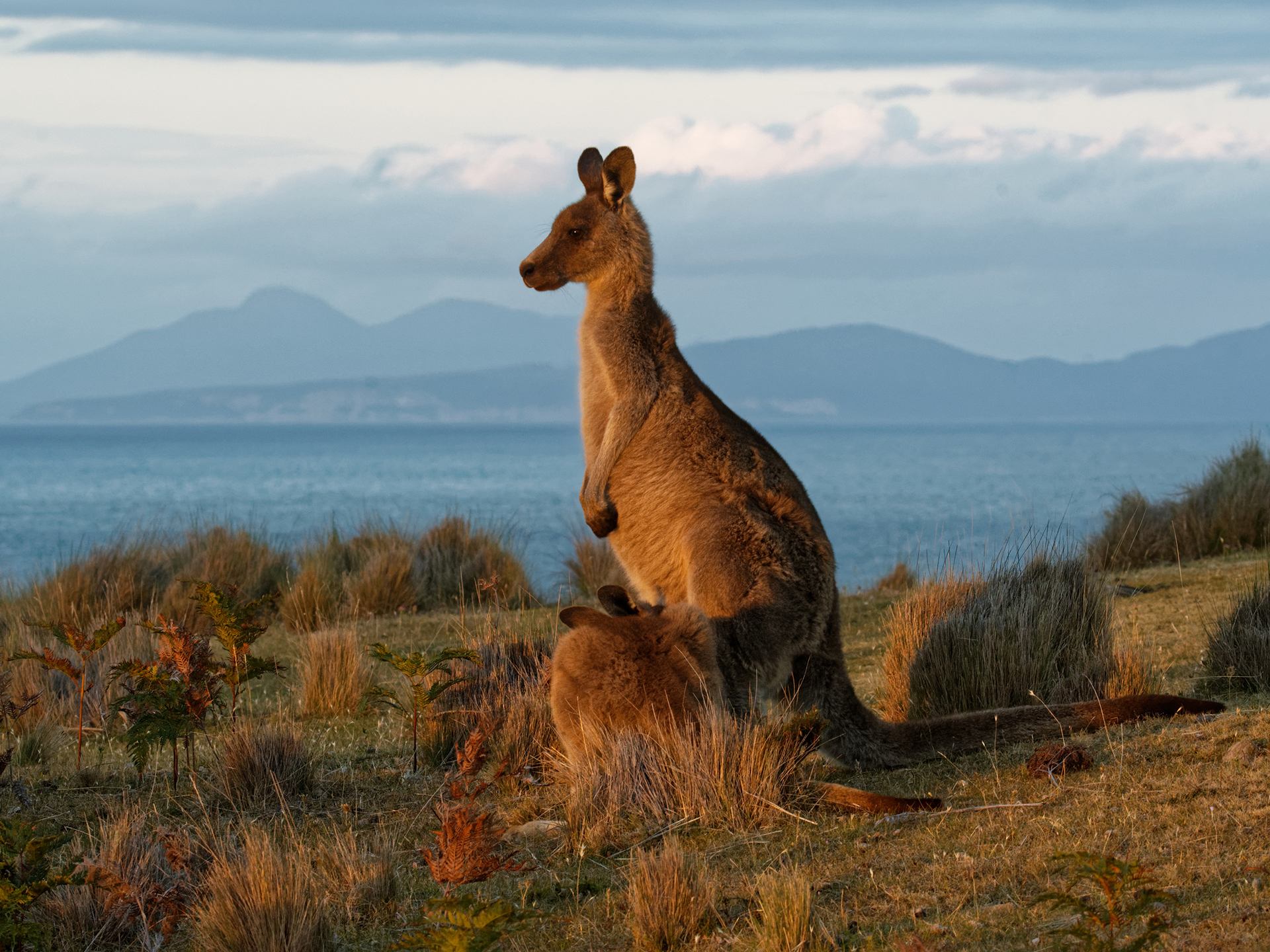 Animals_787