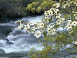 river_019