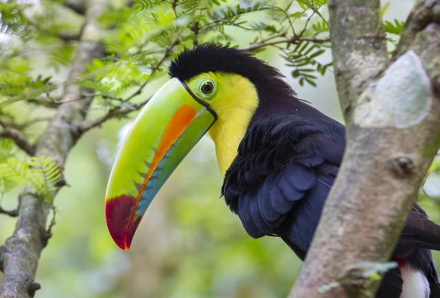 Birds_334
