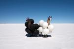 Animals_788