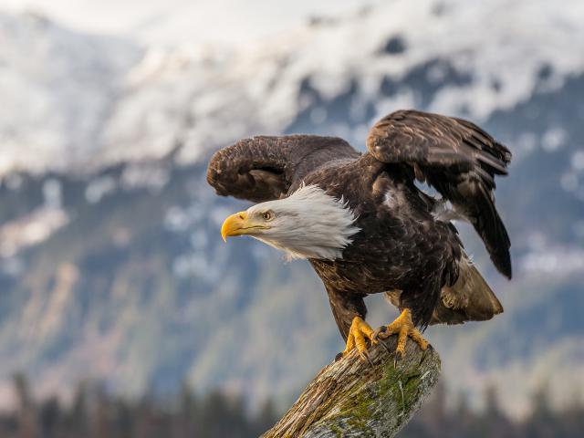 Birds_336