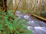 river_061