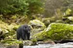 Animals_791