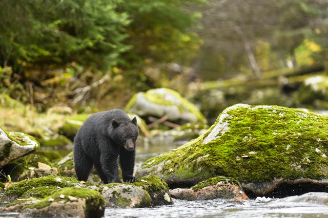 Animals_791