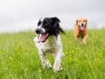 dog_519