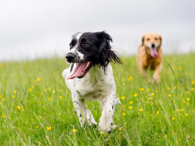 dog_519