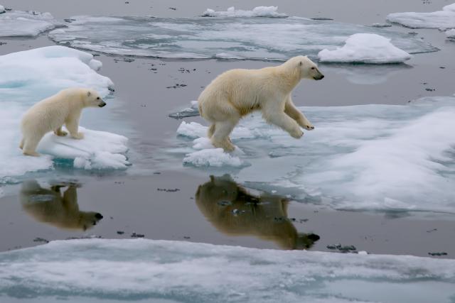 Animals_795