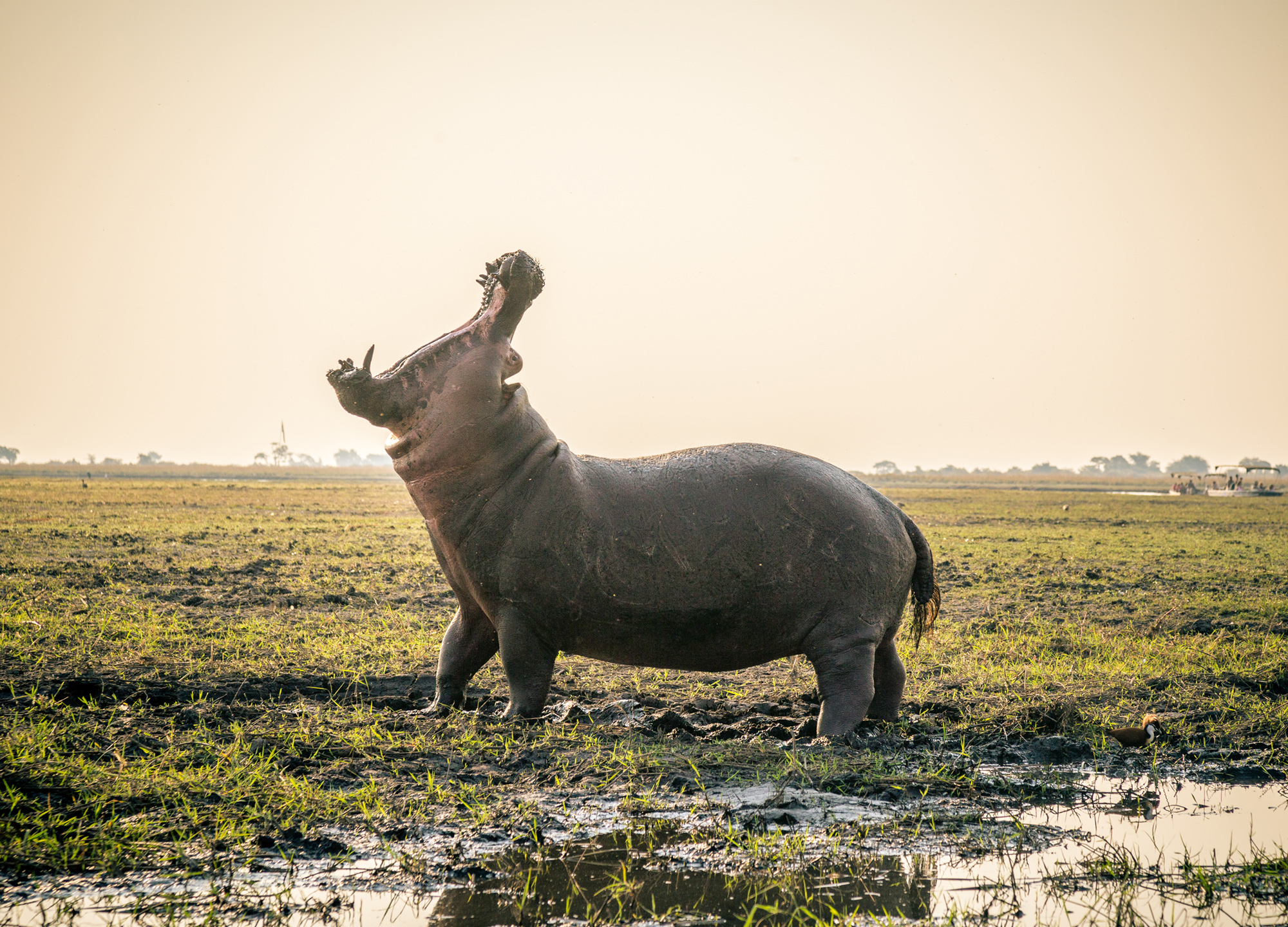Animals_798