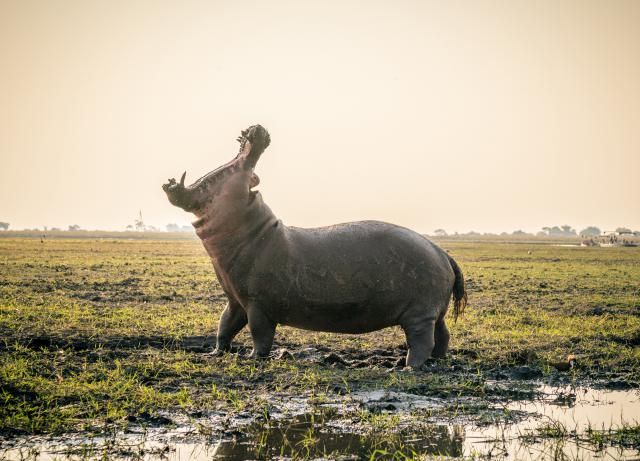 Animals_798