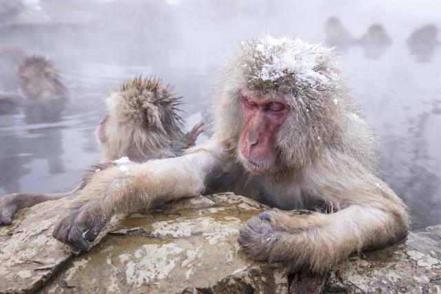 Animals_799