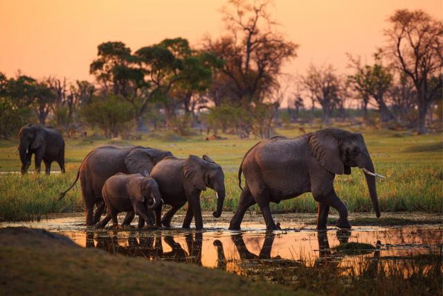 Animals_800